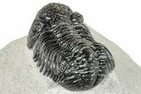 Detailed, Morocops Trilobite - Visible Eye Facets #252406-2